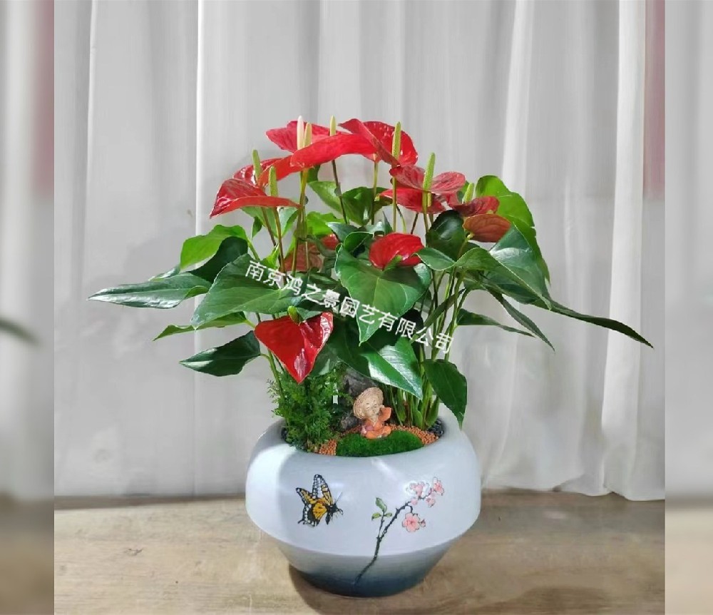 紅掌組合盆景