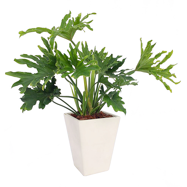 商場(chǎng)綠色植物，打造愜意購(gòu)物環(huán)境