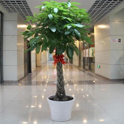 如何使植物短期內不會缺水