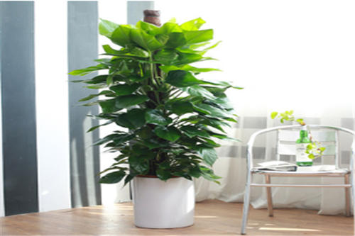 是自己買綠植合算還是綠植租賃好