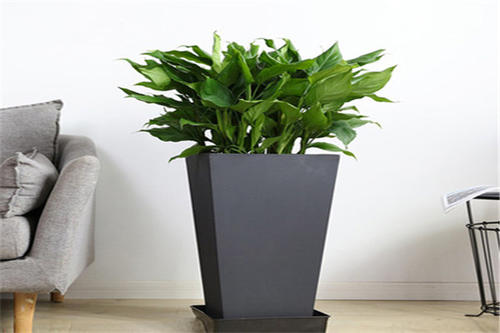 植物租賃報價你知道多少