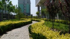 南京虎皮蘭的養殖方法和注意事項