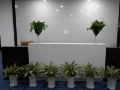 綠植物租擺技巧-富貴椰子應該怎么養？