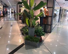 綠植租賃如何進(jìn)行植物的生長環(huán)境調(diào)