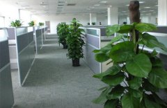 上海綠植租賃如何進(jìn)行水培綠植的養(yǎng)護(hù)