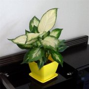 園林施工中需要注意的細節