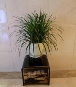 培養微型盆景應注意哪些事項