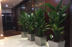 綠植租賃指南之如何讓室內(nèi)鮮花存活時(shí)間長久